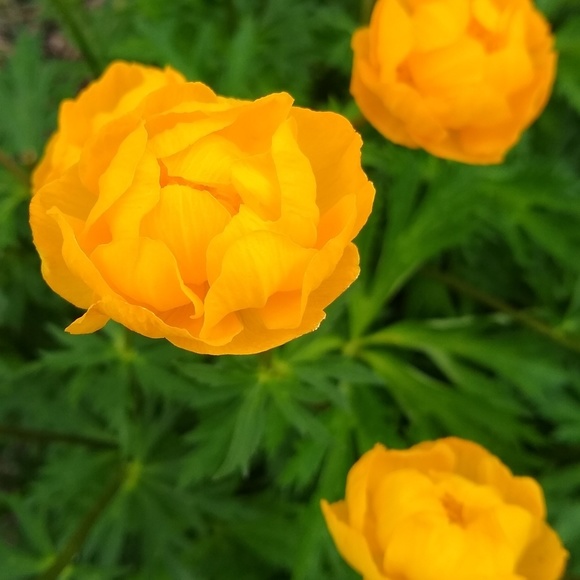 Meet your Posher, Melanie - Picture 1 of 1